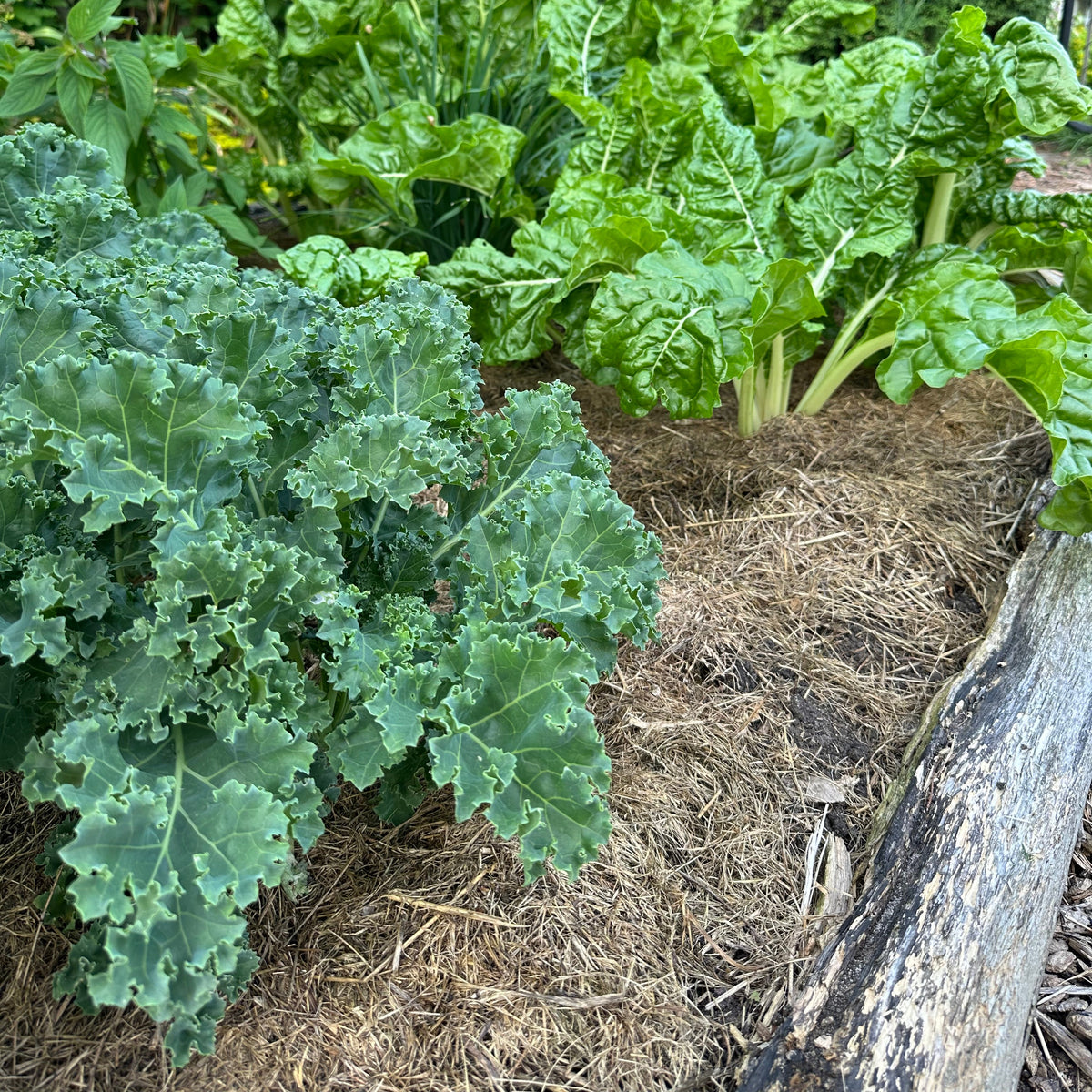 Kale