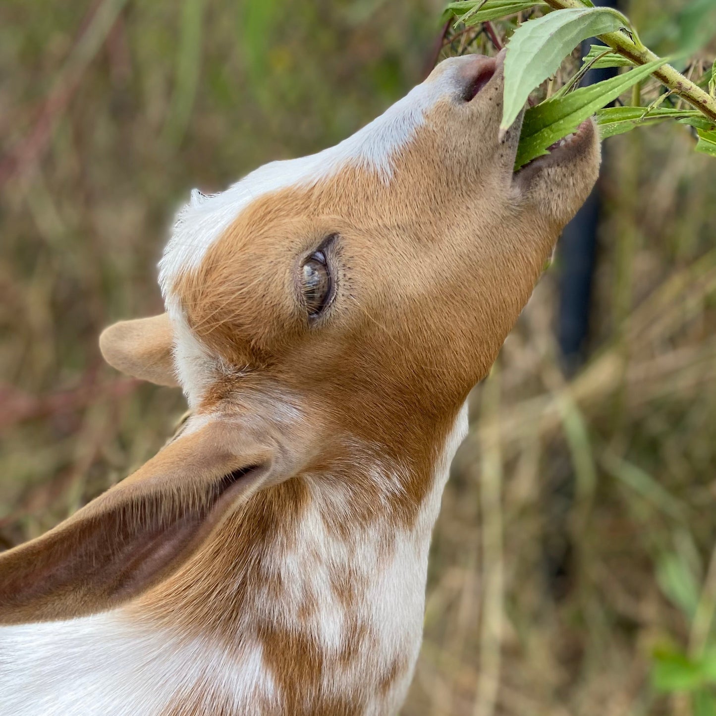 Personalized Farm Tours