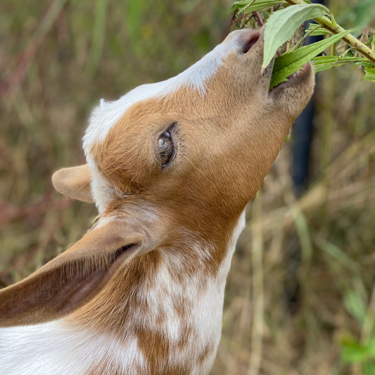 Personalized Farm Tours