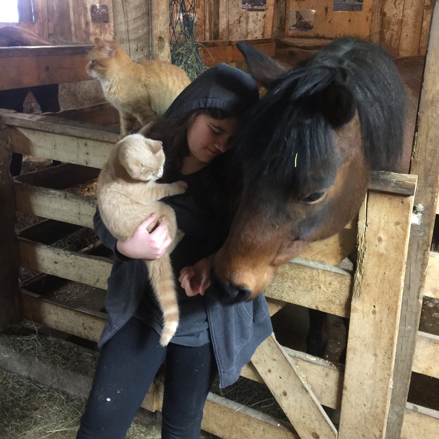 Equine Assisted Learning
