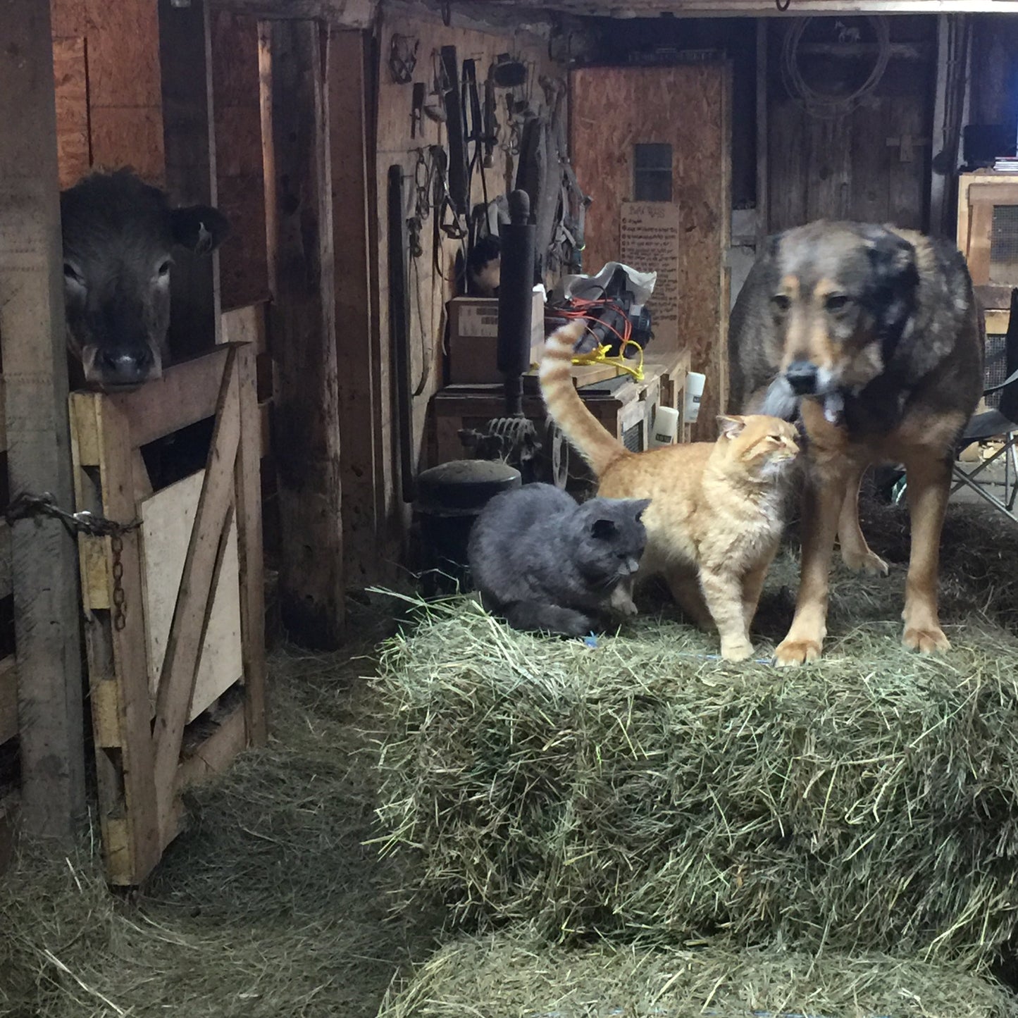 Gift of Hay
