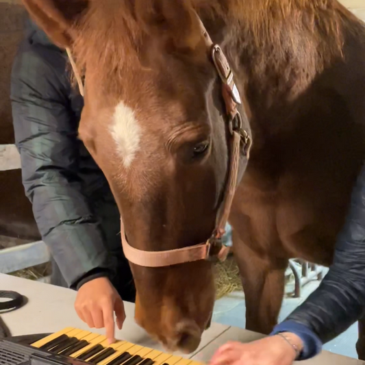 Play Piano with a Horse