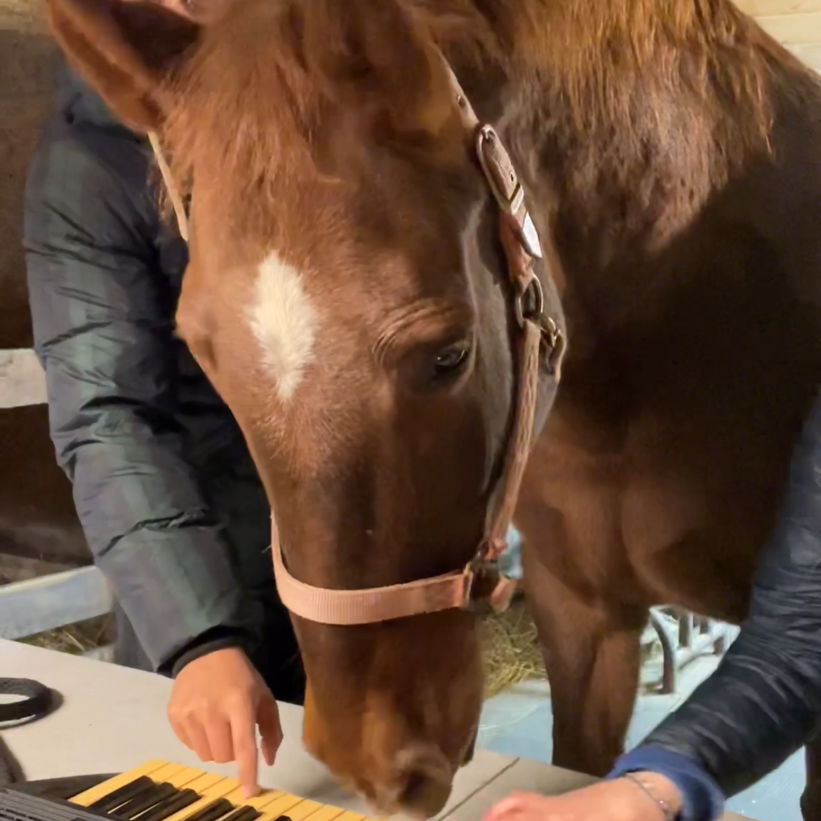 Equine Assisted Learning