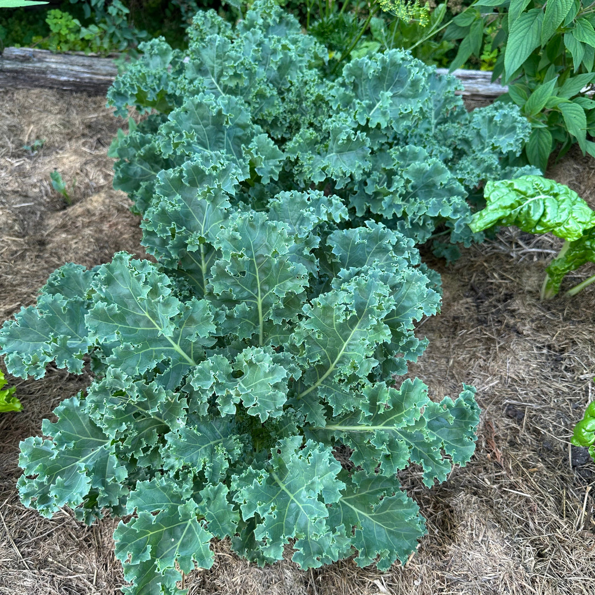 Kale