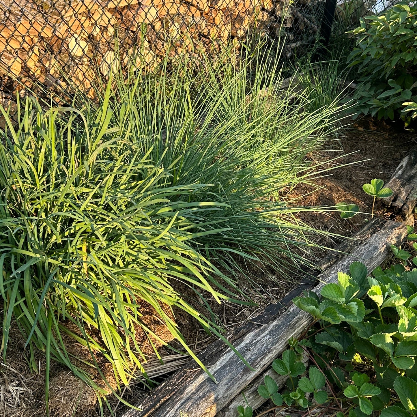 Mixed herbs