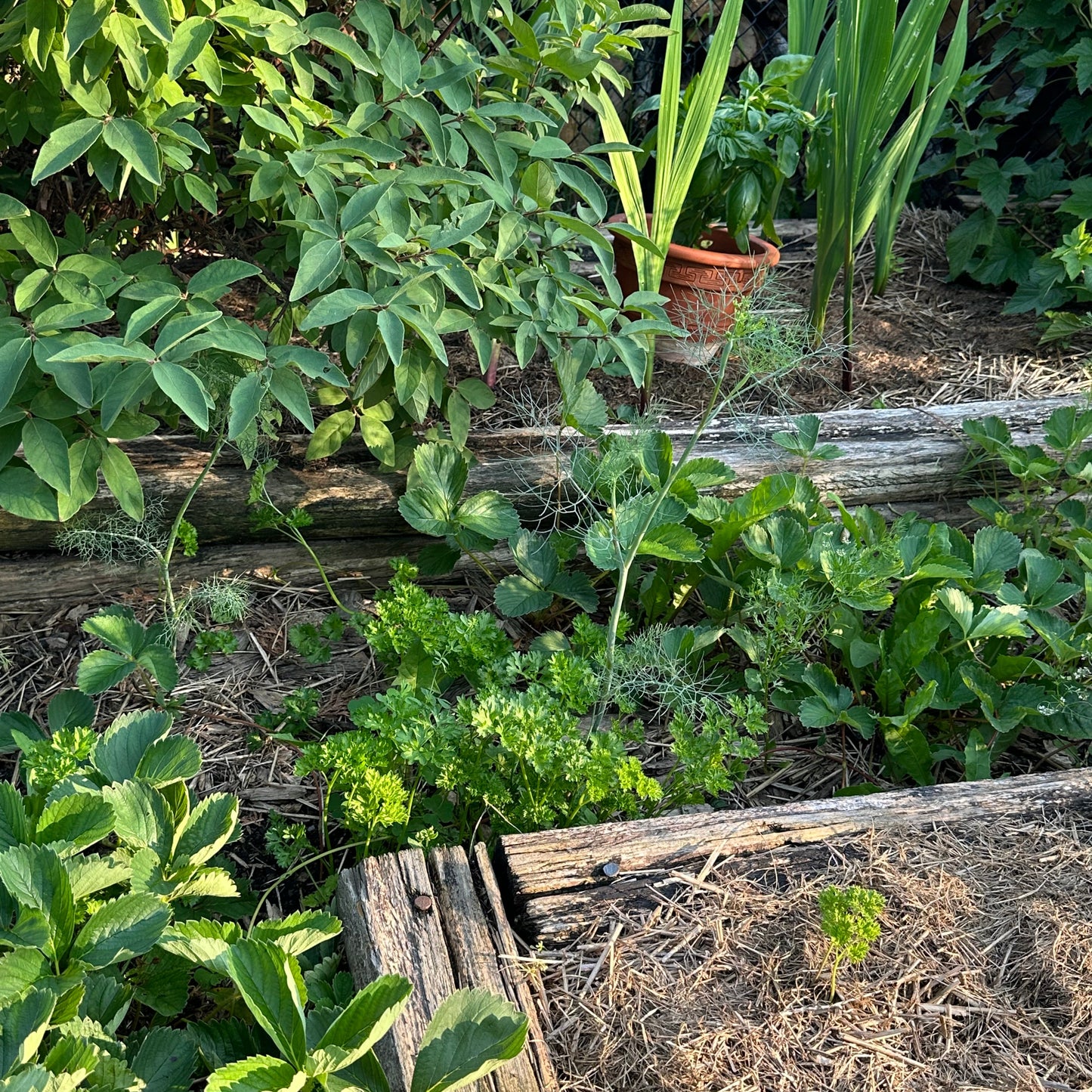 Mixed herbs