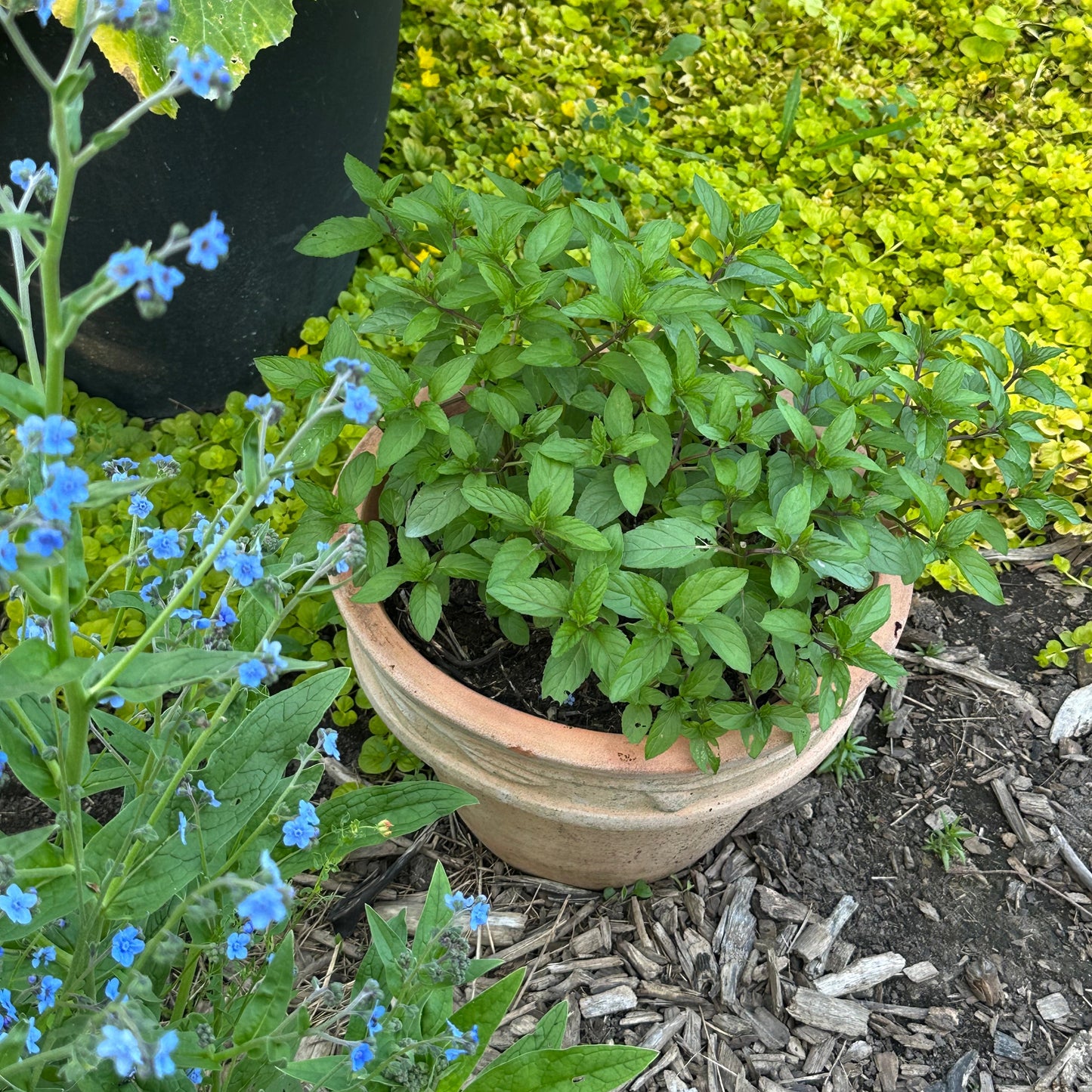 Mixed herbs