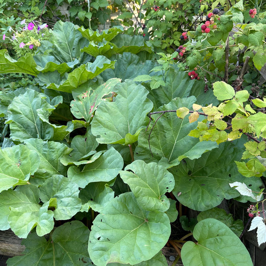 Rhubarb