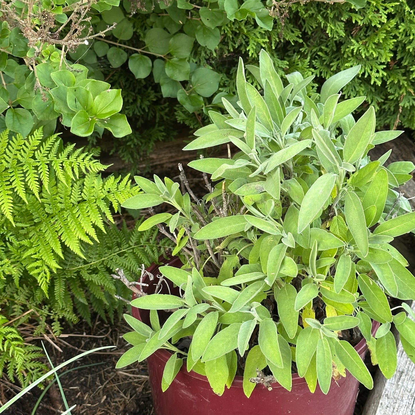 Mixed herbs