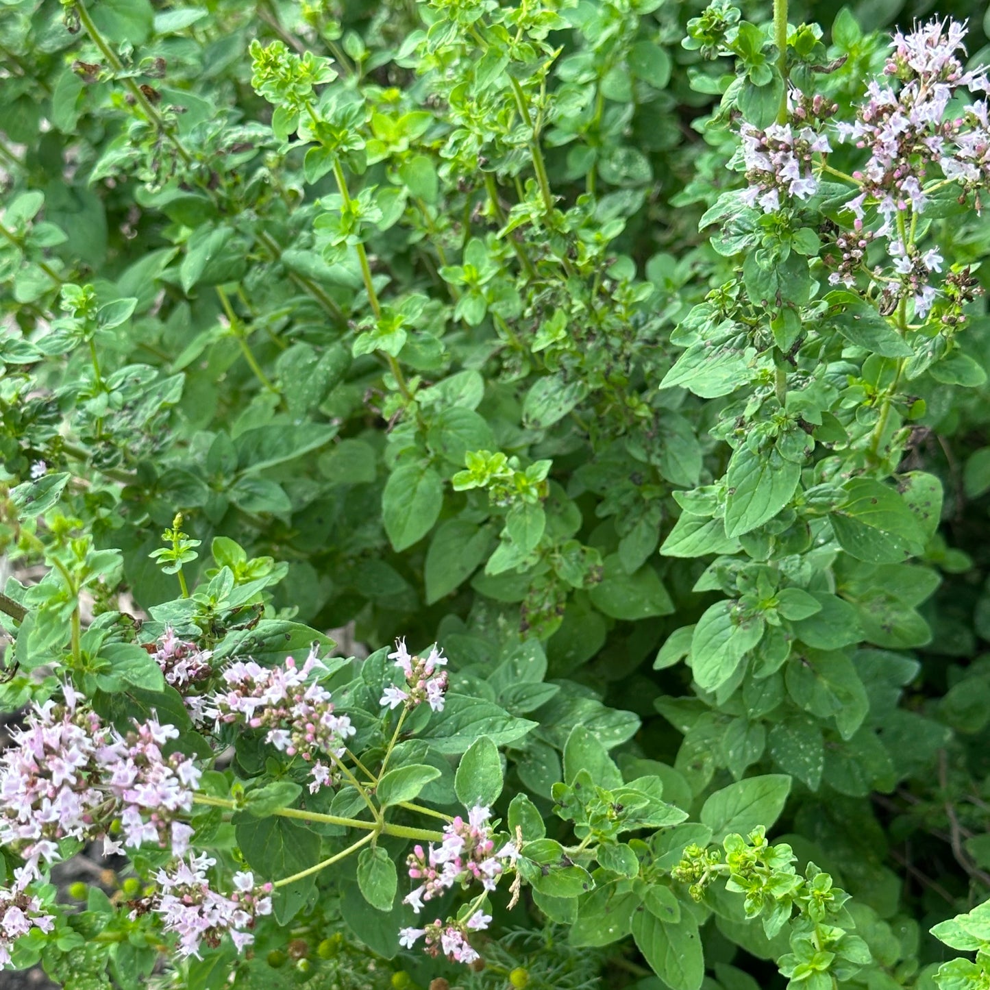 Mixed herbs