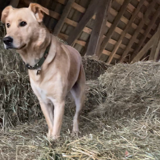 Gift of Hay
