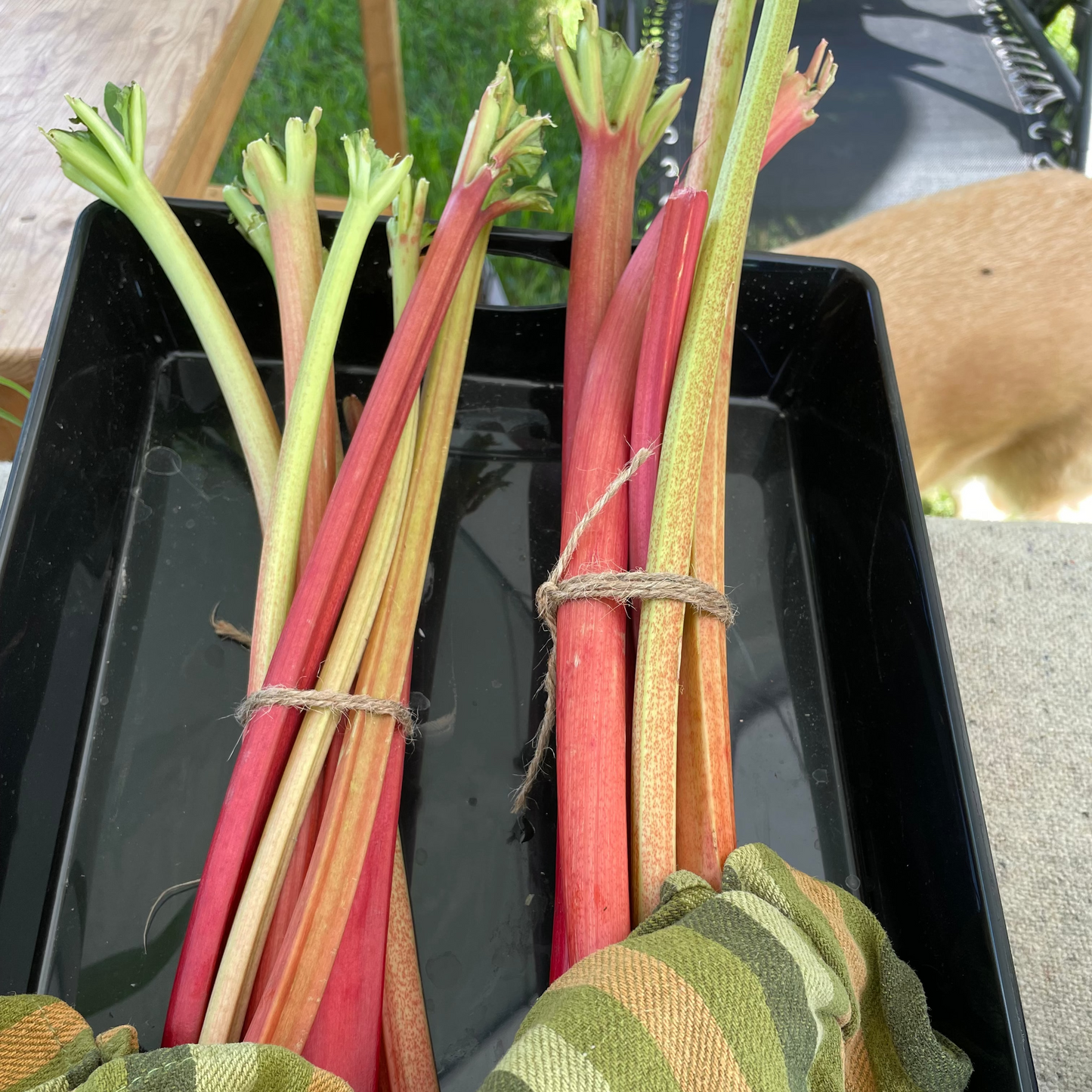 Rhubarb