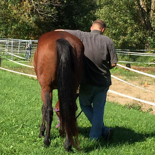 Equine Assisted Learning
