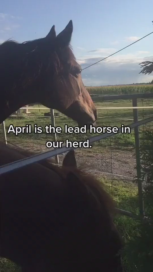 Learn the Language of Horses